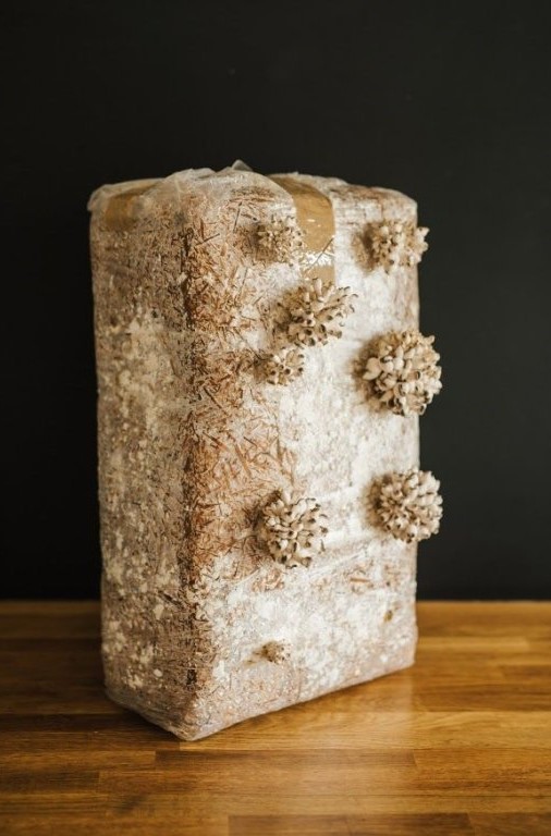 Nařezaný houbový substrát s promordiem